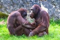 Two orangutans sitting Royalty Free Stock Photo