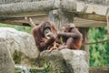 Two orangutans are sitting on a rock, spending their time with nature background Royalty Free Stock Photo