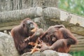 Two orangutans are sitting on a rock, spending their time with nature background Royalty Free Stock Photo