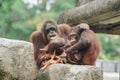 Two orangutans are sitting on a rock, spending their time with nature background Royalty Free Stock Photo