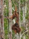 Two orangutans spend their time hanging on trees in the jungle of Indonesia