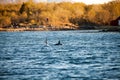 Two Orca dorsal fins raising out of the water by a coast