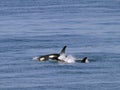 Two orca whales Royalty Free Stock Photo