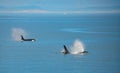 Pair of Orca Whales Spouting in Unison Royalty Free Stock Photo