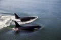 Two Orcas Swimming Royalty Free Stock Photo