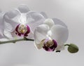 Two orchid blooms with the promise of more
