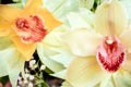 Two Orchid closeup of a bouquet of three orchids beautifully decorated on wooden background concept birthday flowers