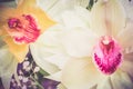 Two Orchid closeup of a bouquet of three orchids beautifully decorated on wooden background concept birthday flowers