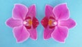 Two orchid flowers over blue background. Beautiful blossom. over blue. Royalty Free Stock Photo