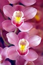 Two Orchids