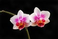 Two orchids against black Royalty Free Stock Photo