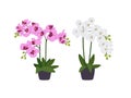 Two Orchids in flowerpots Isolated on white background. Different Types of Colorful blossoms, beautiful flora, blooming