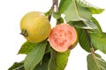 Two organic guavas, biological cultivated, in a tree branch