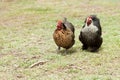 Two organic living free range bantam hens Royalty Free Stock Photo