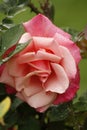 Beautiful Bright Pink Tea Roses Blooming in Garden Rain Drops on Petals Royalty Free Stock Photo