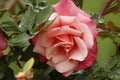 Beautiful Bright Pink Tea Roses Blooming in Garden Rain Drops on Petals Royalty Free Stock Photo