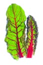 Two Organic Red Spinach Leaves