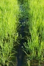 Two organic rice fields, water in the middle Royalty Free Stock Photo