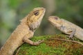 Two oriental garden lizards are sunbathing on a moss-covered rock. Royalty Free Stock Photo