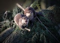 Two Oriental Short-clawed Otters Royalty Free Stock Photo