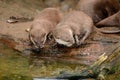 Oriental short clawed otters Royalty Free Stock Photo