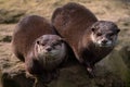 Two Oriental small-clawed otters on stone, Aonyx cinereus Royalty Free Stock Photo