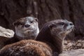 Two Oriental small-clawed otters on stone, Aonyx cinereus Royalty Free Stock Photo