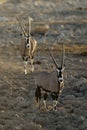 Two Oryx also known as gemsbok.