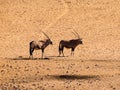 Two oryx antelopes Royalty Free Stock Photo