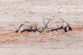 Two oryx fighting