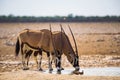 Two oryx gazellas drink water at sunrise in Etosha National Park, Namibia