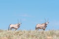 Two oryx in the Mountain Zebra National Park Royalty Free Stock Photo