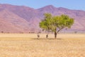 Two oryx oryx gazella standing under an acacia. Gemsbok large antelope in nature habitat, Sossusvlei, Namibia. Wild desert anima