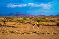 Two oryx standing at the road Royalty Free Stock Photo