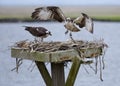 Two osprey in a nest, Edwin B. Forsythe National Wildlife Refuge Royalty Free Stock Photo