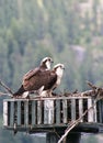 Two Osprey on Nest