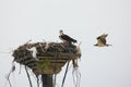 Two osprey - one nest nest