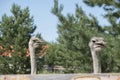 Two ostrich heads on a sunny summer day at an ostrich farm. Two curious ostriches, one out of focus. Beautiful large, flightless