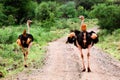 Two ostrich on road in bush, Tsavo West, Kenya