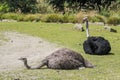 Two ostrich in a zoo, Royalty Free Stock Photo