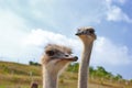 Two ostriches Royalty Free Stock Photo