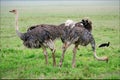 Two ostriches. Royalty Free Stock Photo