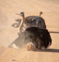 Ostriches having a dust bath.