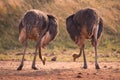 Two ostriches feeding, South Africa Royalty Free Stock Photo