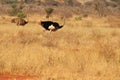 Somali ostrich pair in the savanna of Kenya Royalty Free Stock Photo