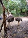 Two Ostriches in an Outdoor Enclosure Royalty Free Stock Photo