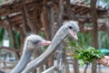 Two ostriches are pecking green plant, its feeding, from tourist hand in the zoo Royalty Free Stock Photo