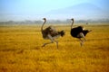 Two ostriches running on the plain of Amboseli Royalty Free Stock Photo