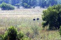 Two ostriches, Struthio camelus, in the wild nature