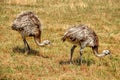 Two Ostriches Royalty Free Stock Photo